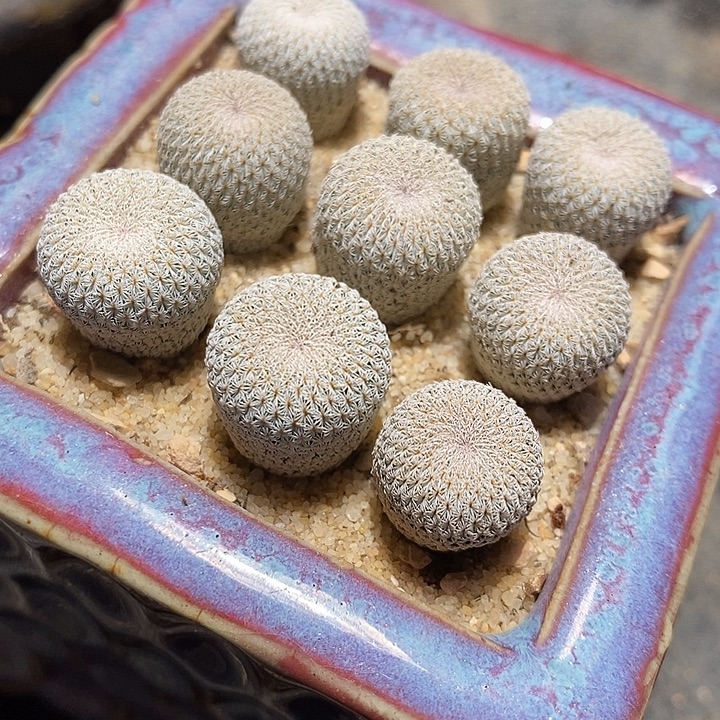 实生月世界一颗。      