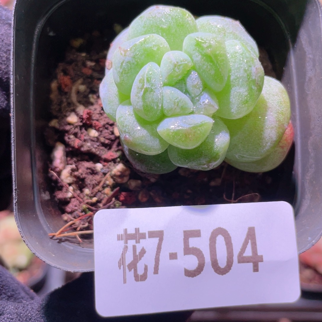 花利美7-504冰玉单头