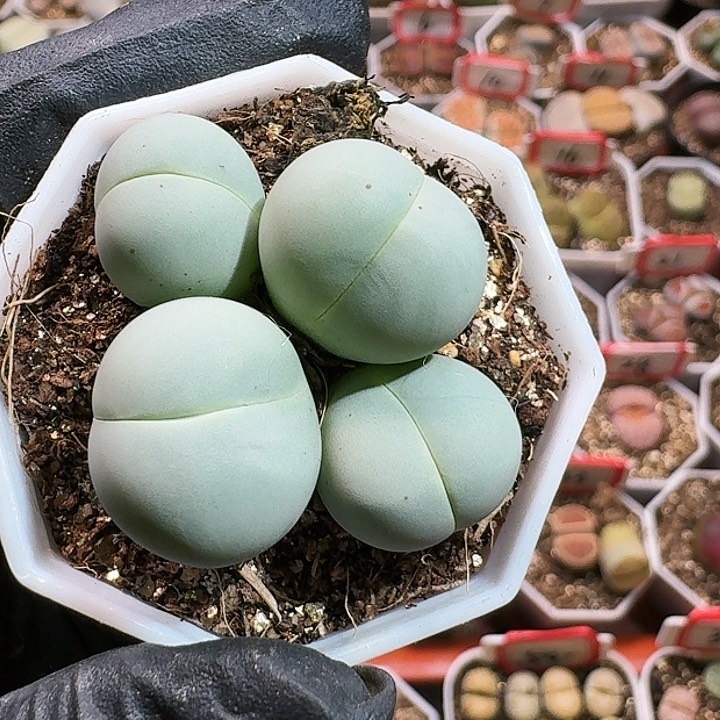 生石花12555。 111