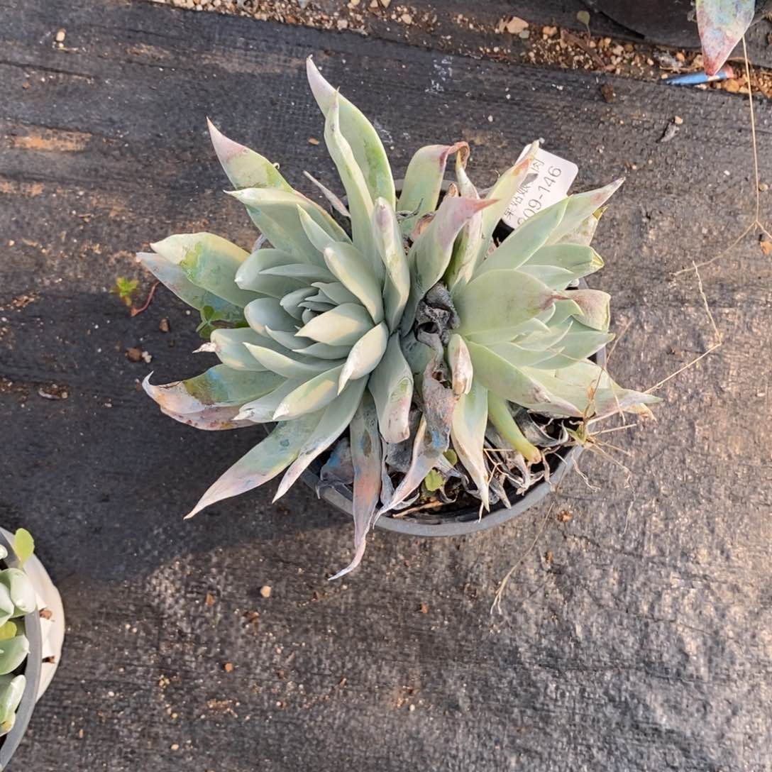 146号雪花小可爱呀