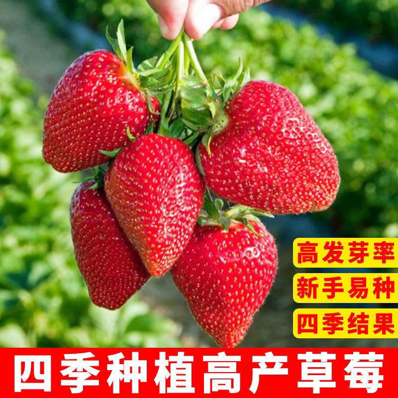 【全店满5元包邮】奶油红草莓种四季结果南北可种阳台庭院蔬菜盆栽