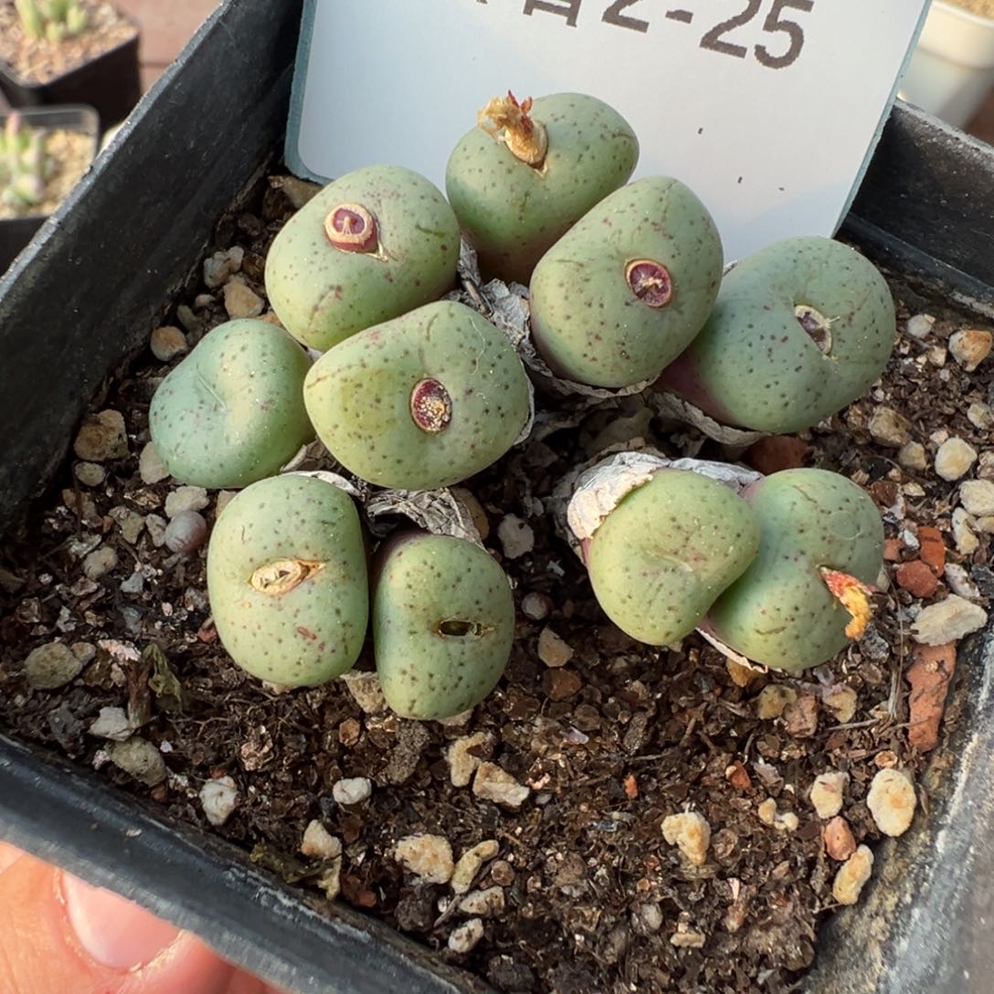 2-25肉锥多肉植物