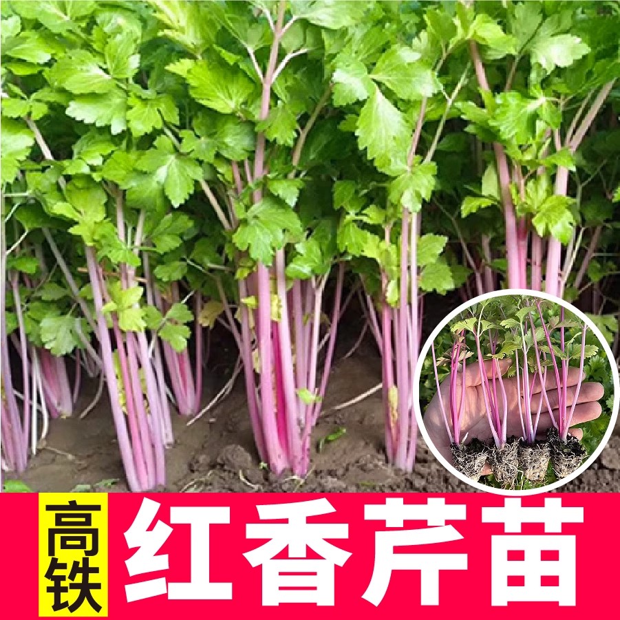 红芹苗秧寿光营养正宗四季小香芹皇后大西芹种子芹菜苗阳台盆栽