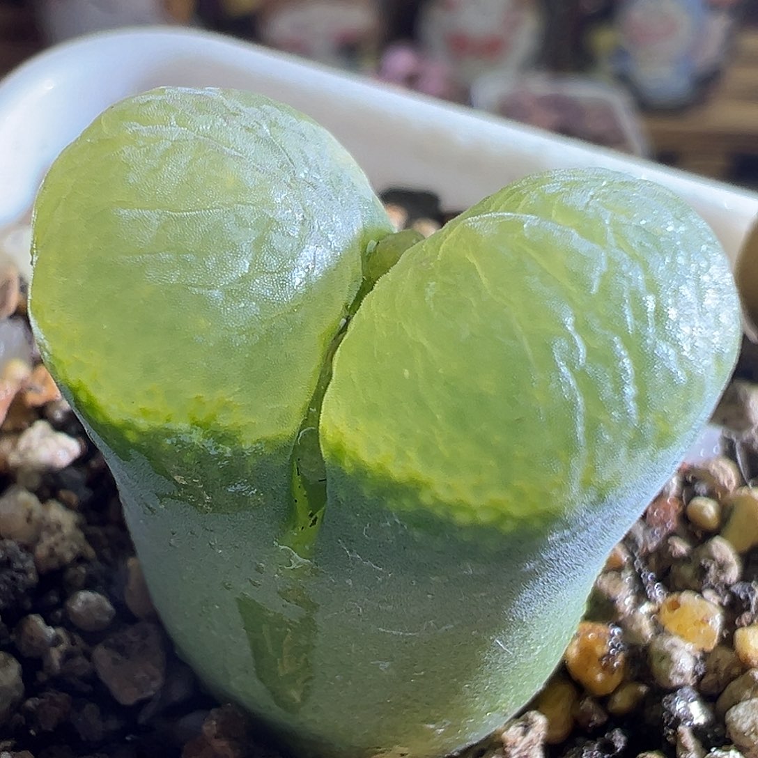 334#。  黄绿窗。   