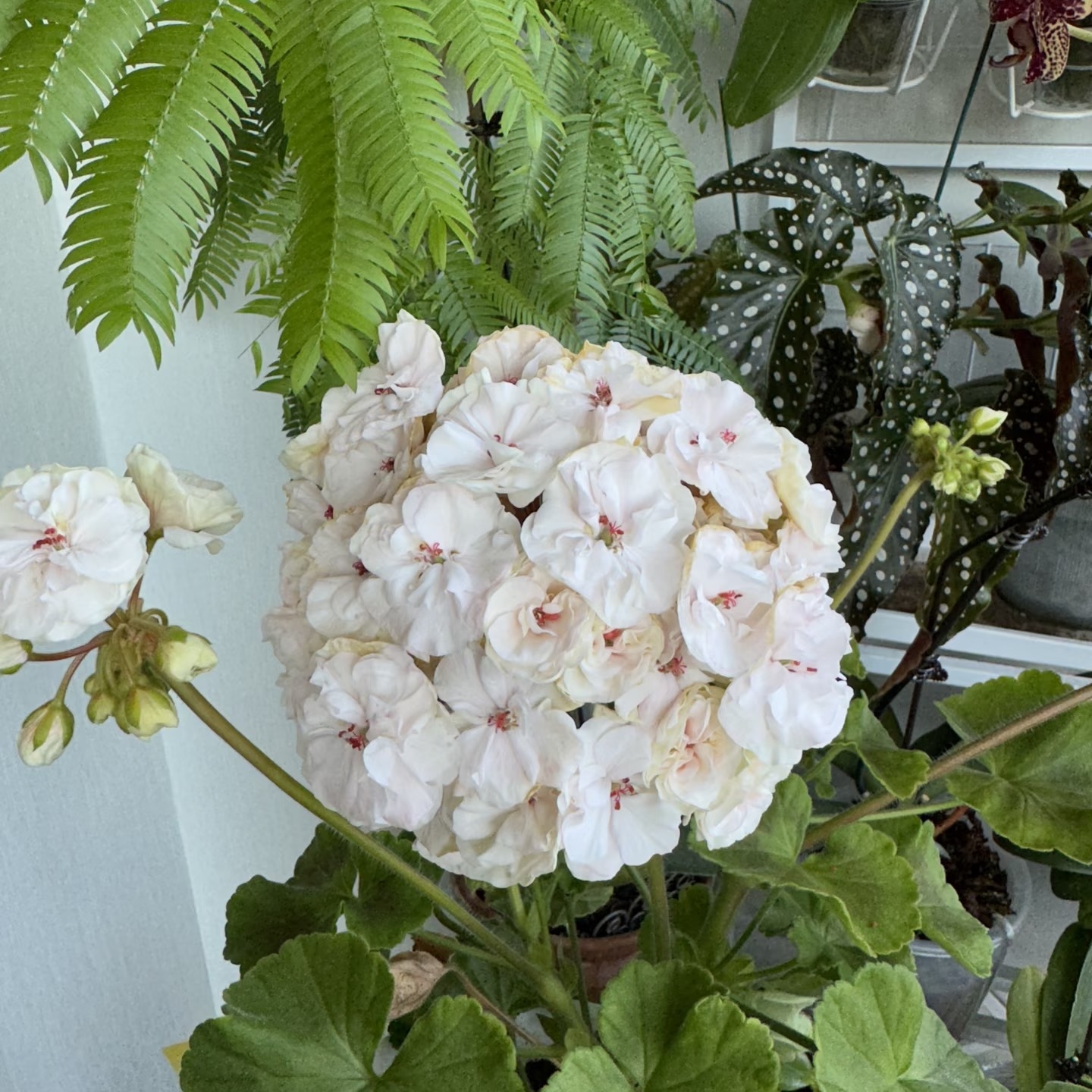 【白万岁】天竺葵四季花卉室内外观花植物（不拍保温 不包冻损）