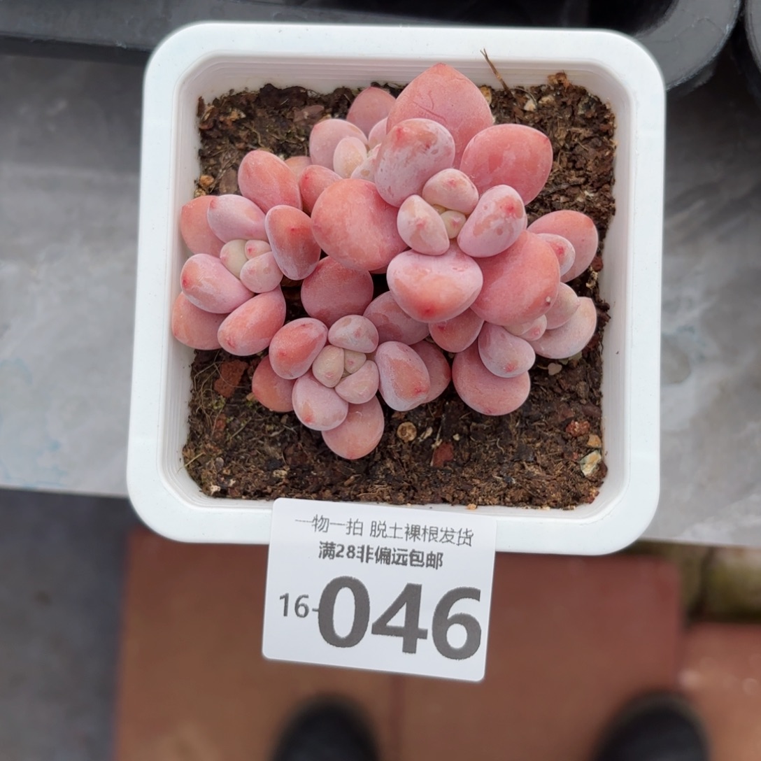 红洛神老桩多肉多肉