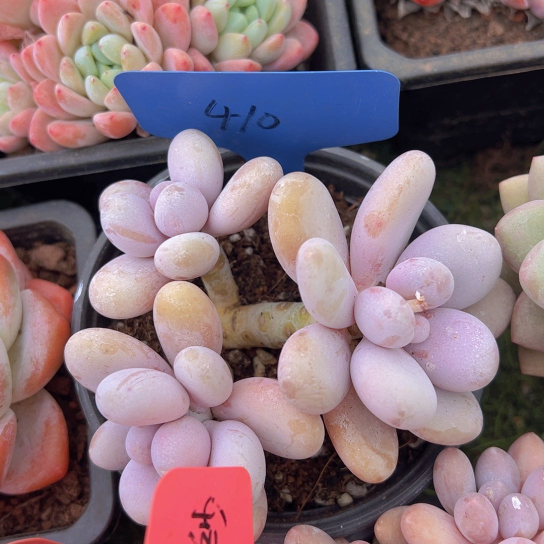 香玉的故事是一个人的