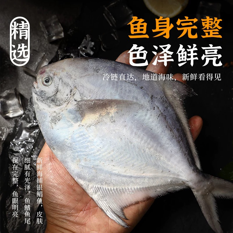 新鲜海捕大号野生银鲳鱼刺少肉嫩肉质细腻