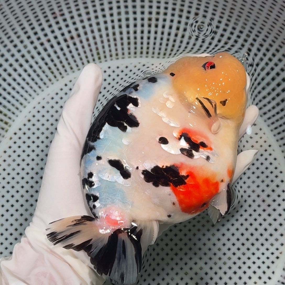 海水鱼精品高货兰寿