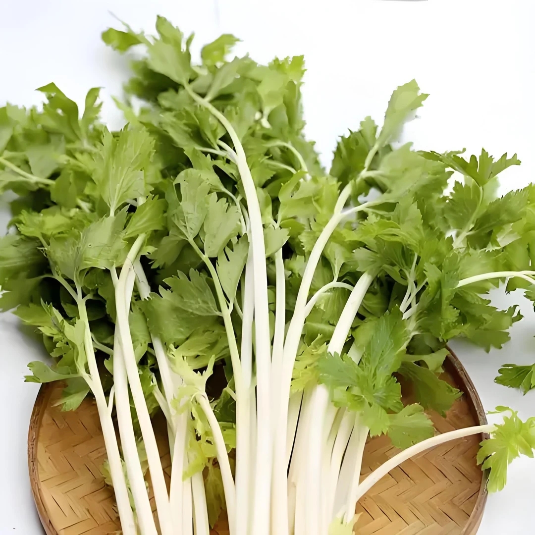 新鲜白芹菜：250g芹菜