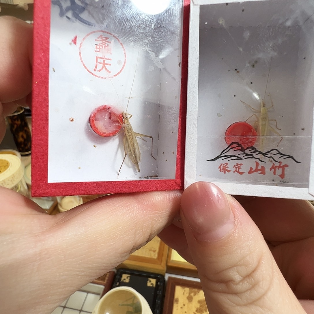 泰国竹蛉➕保定山竹蛉