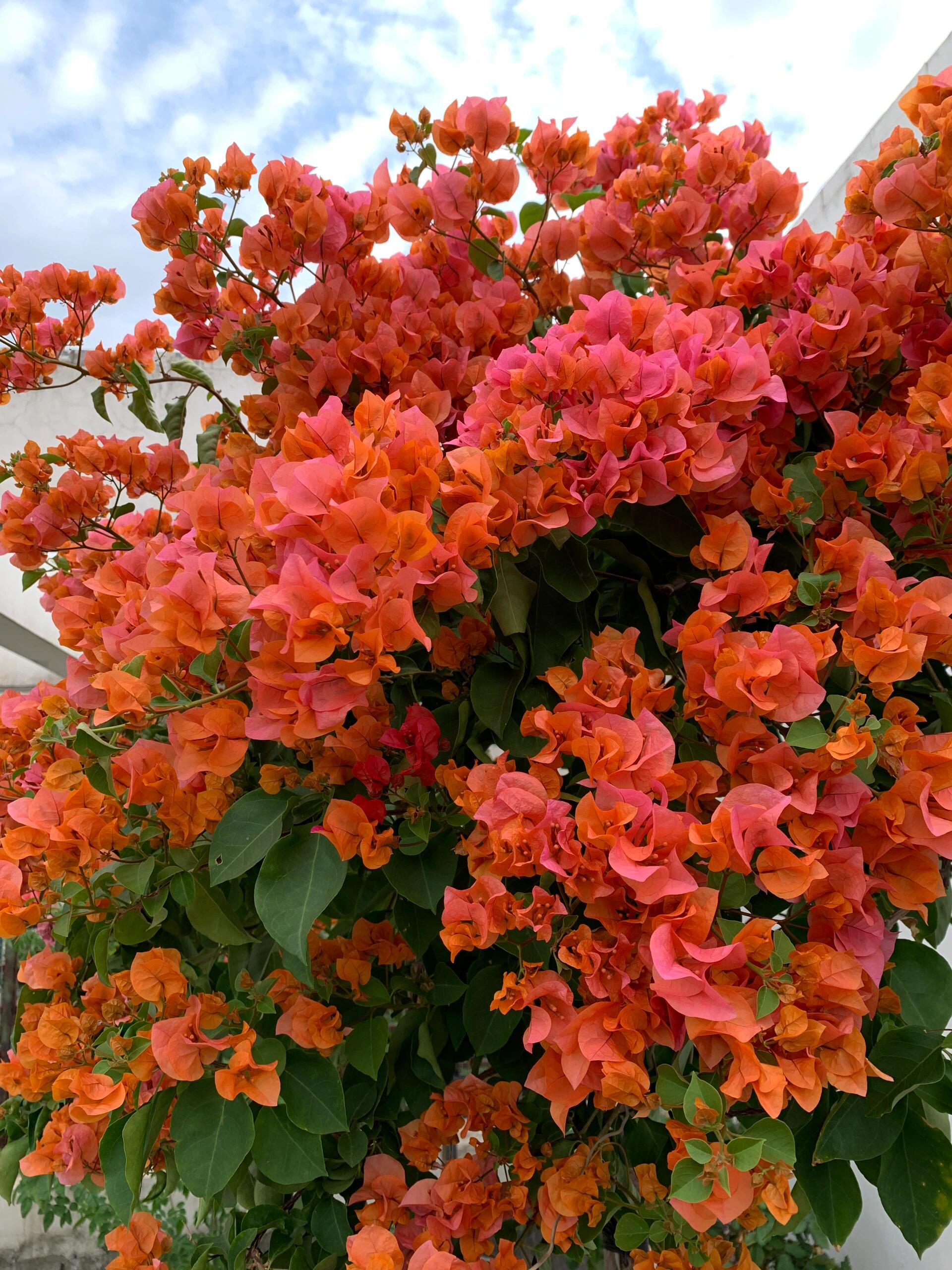 【绿叶橙】直播间一物一拍