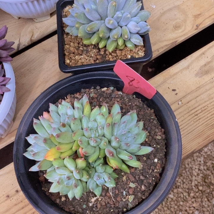 你说是谁在的了吧