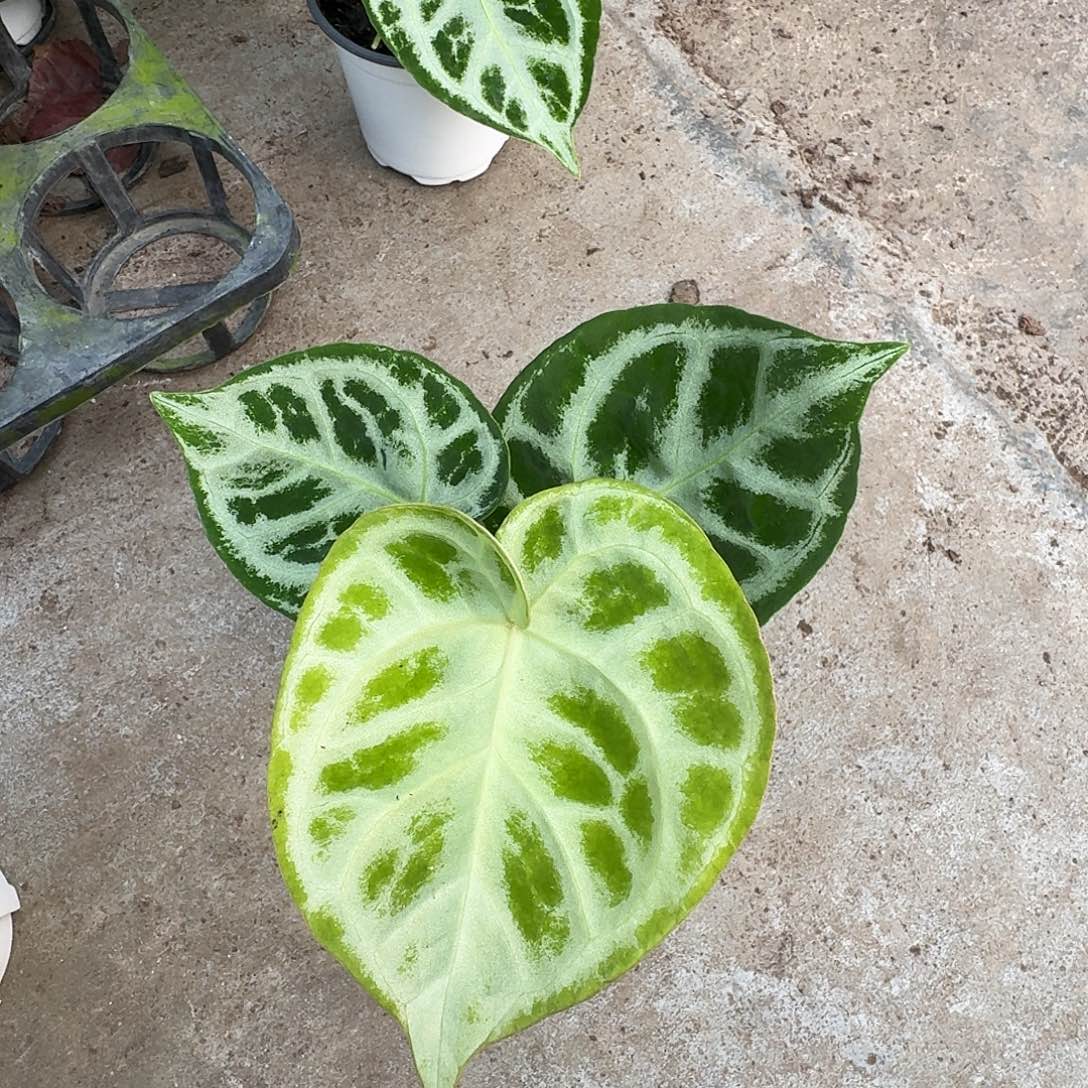 十***犀完全开放T180铜锣烧