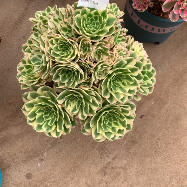 801芳华多肉植物特价