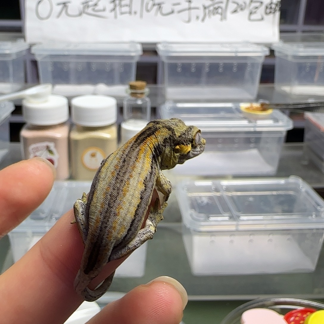 寿***锅睫角守宫盖勾亚大幼