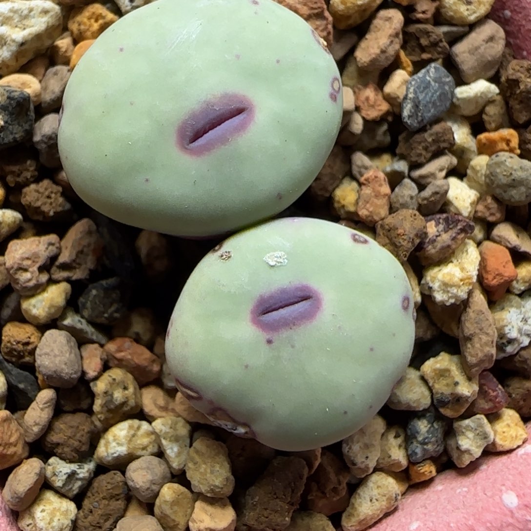 1.26多肉大型嘟嘟嘴一颗7号