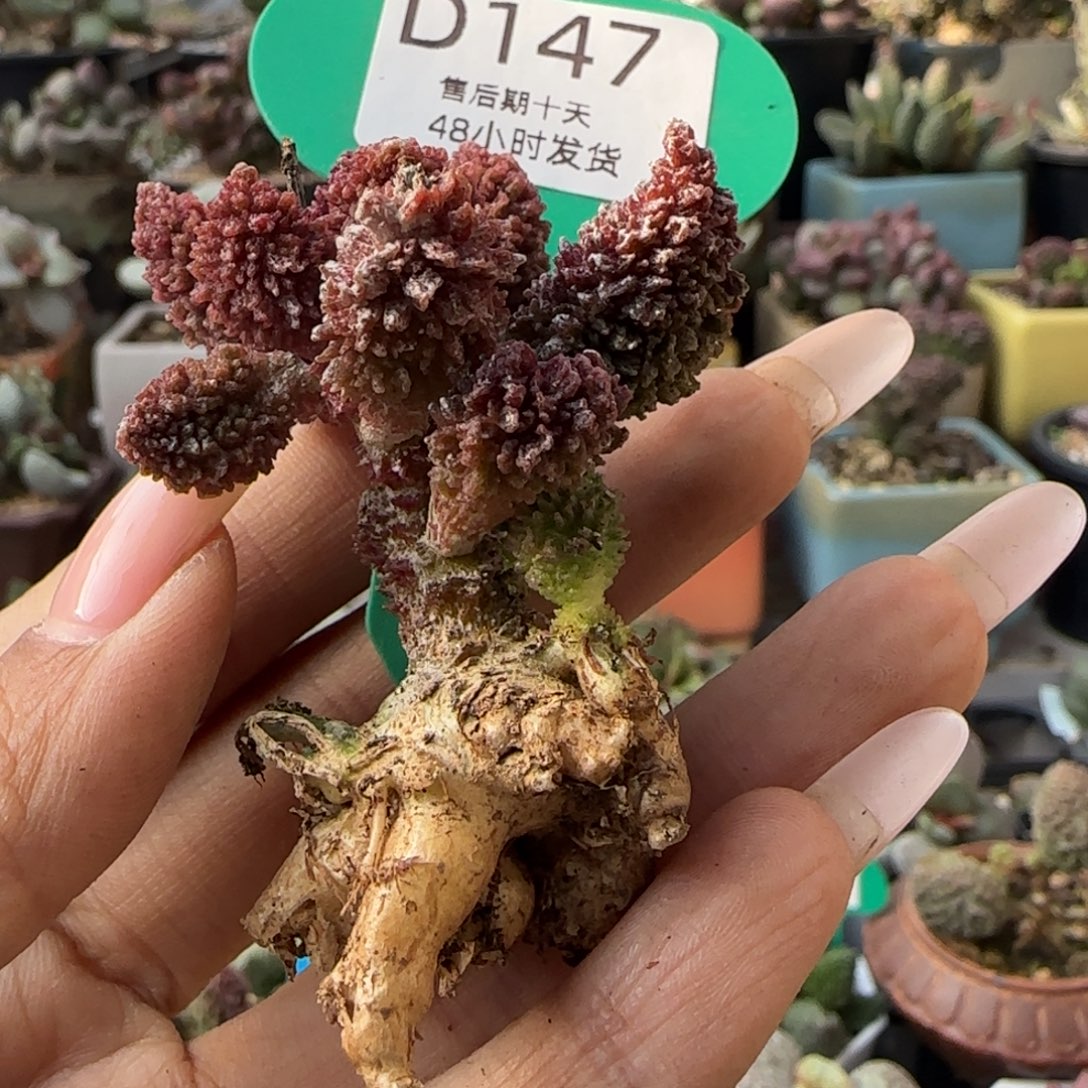 福利多肉。  147。     