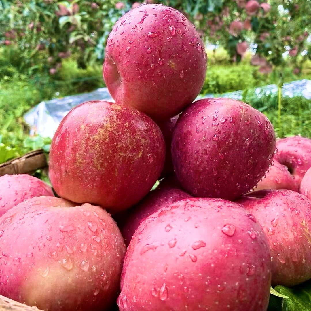 昭通苹果【昭通苹果】现摘现发 脆甜多汁 营养丰富 新鲜水果