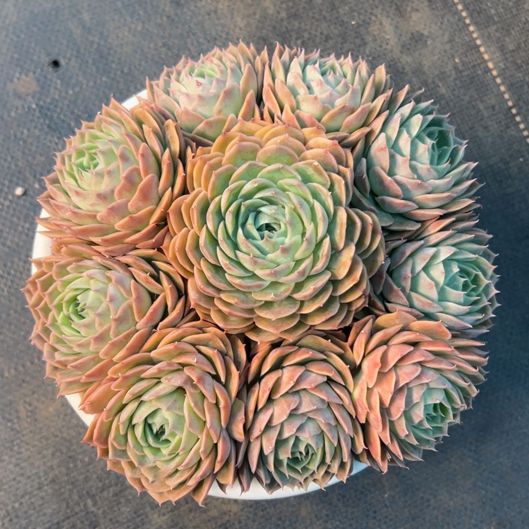 昂丝诺手捧花，一物一拍链接