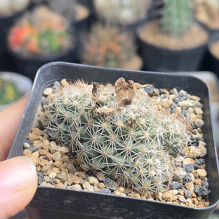 松球属实生球群一颗5.3公分