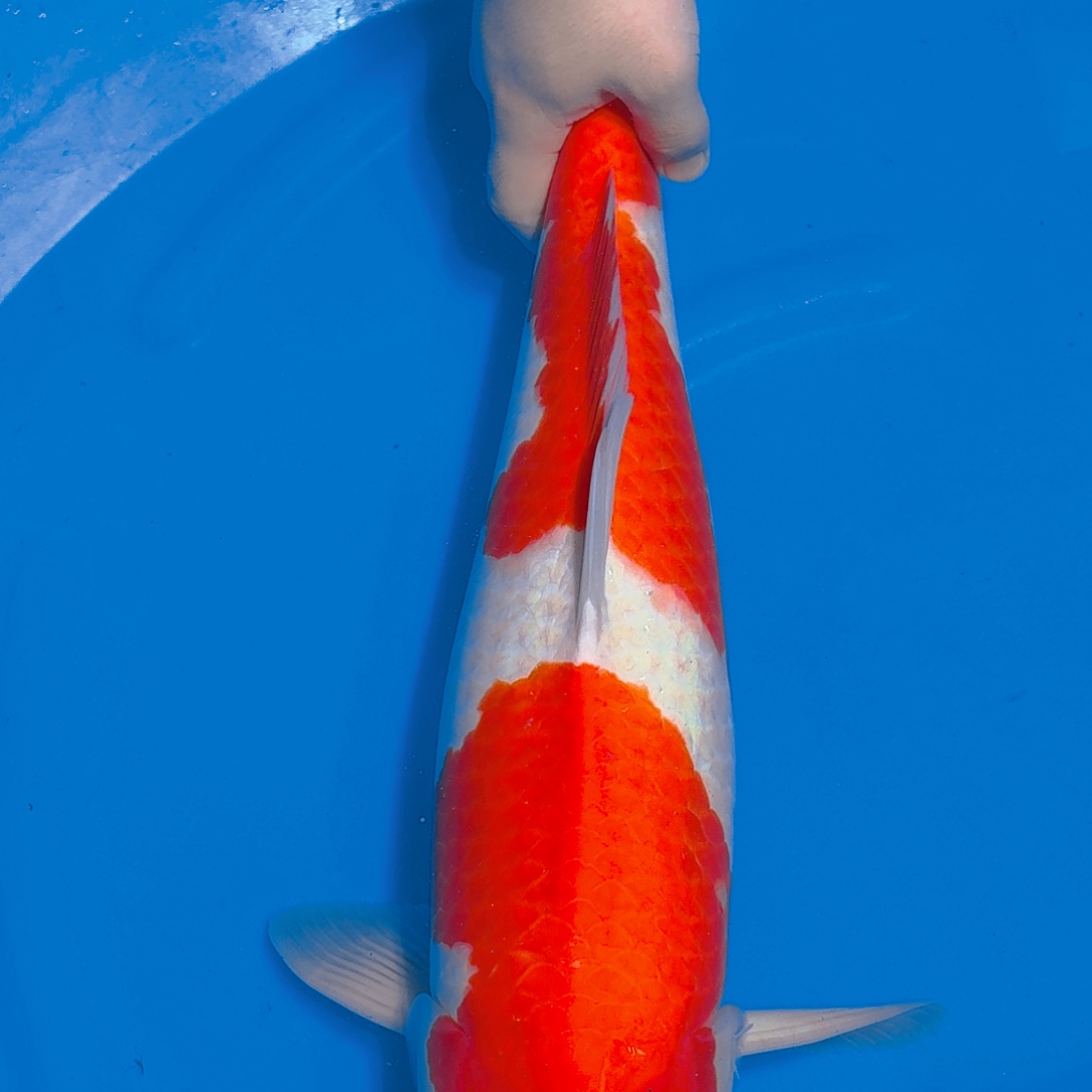 锦鲤板井紫雨两段红白