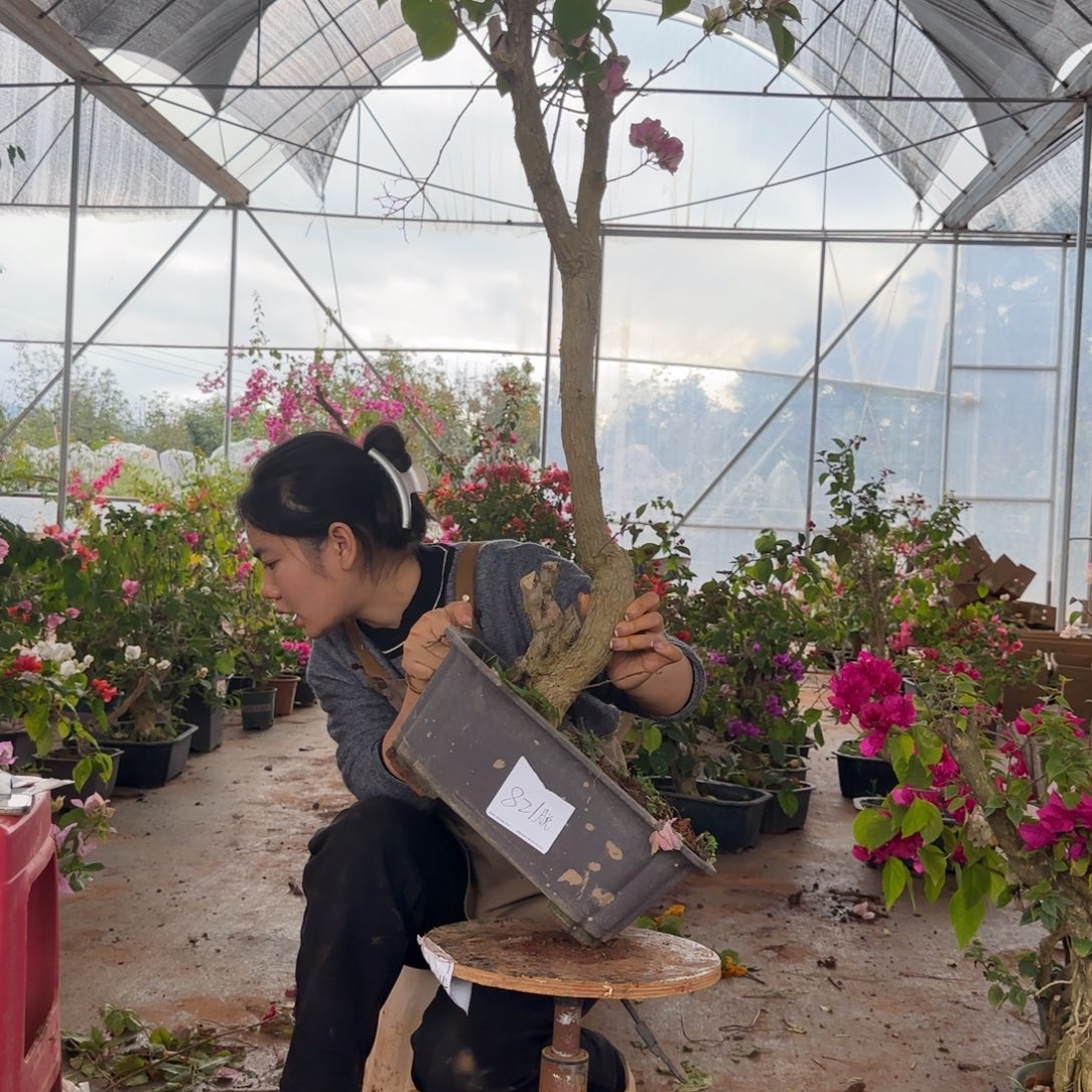 大部分花苞少量开放绿樱 821脱