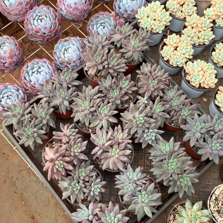 3头起红蜻蜓两单包邮