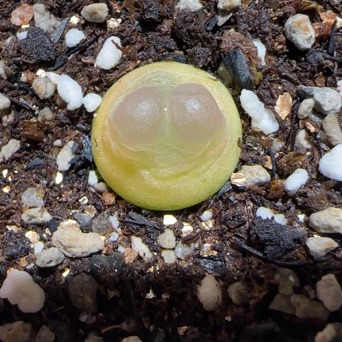 肉锥多肉植物百科25-sh1200拉登807