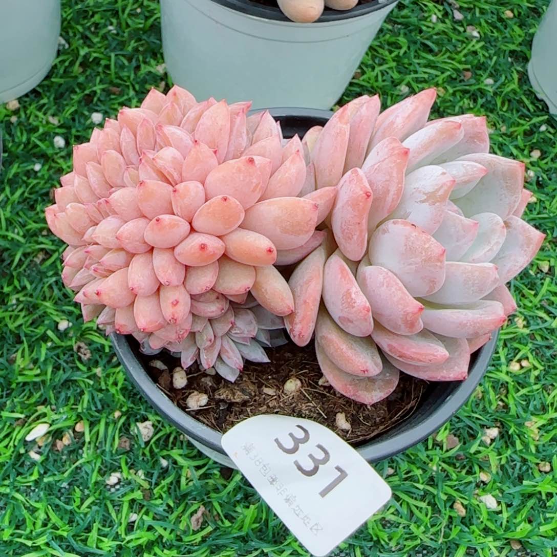 橙子小树缀，331多肉植物