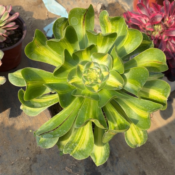 暴君多肉法师3094