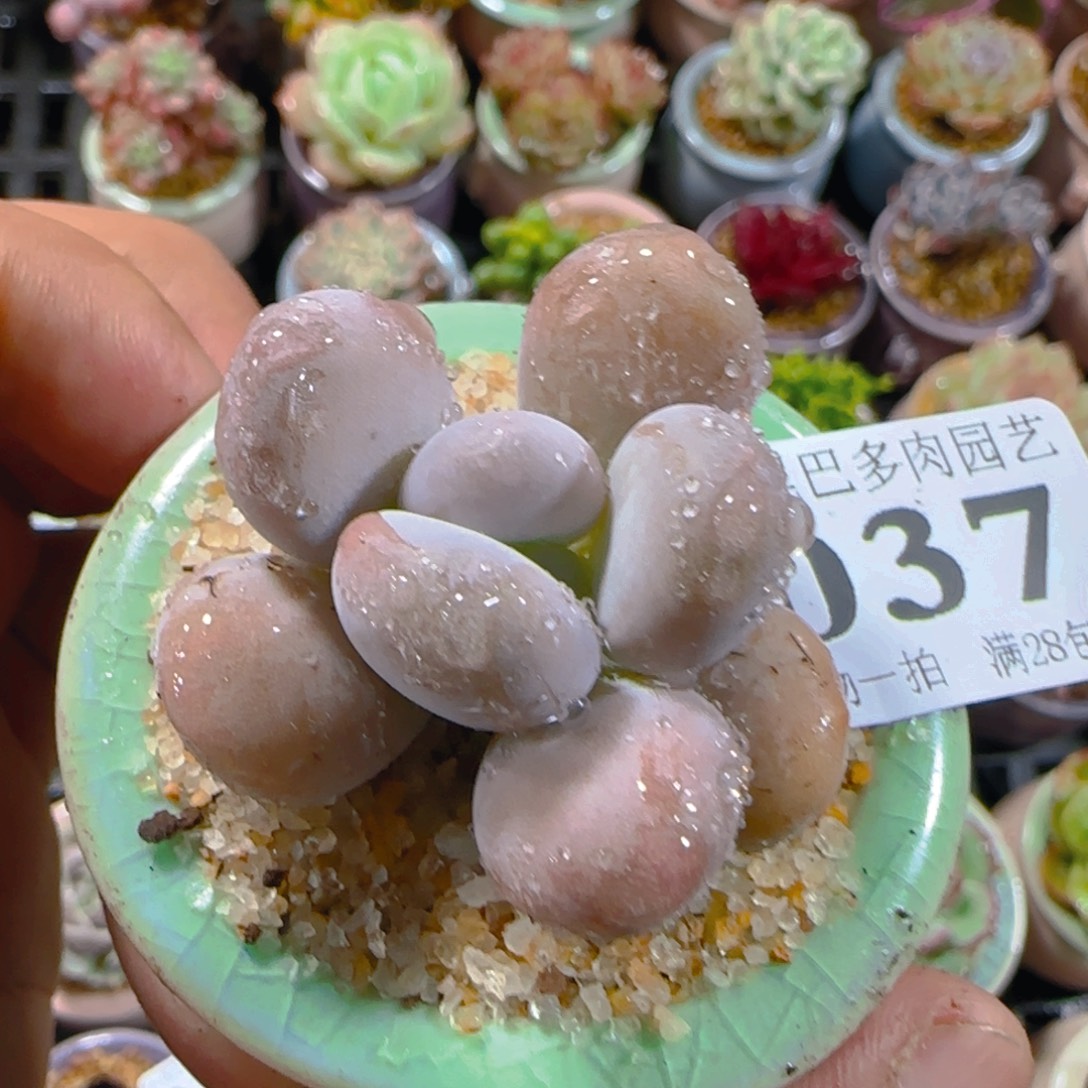 AM小尾巴5CM迷你拇指盆栽精控多肉037