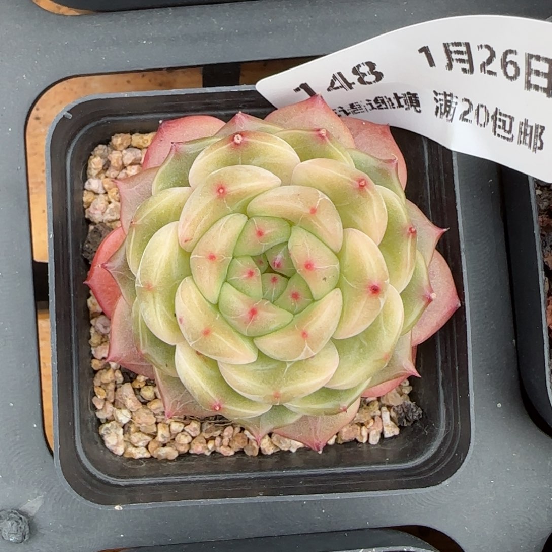 花语逸镜0126-148晴川