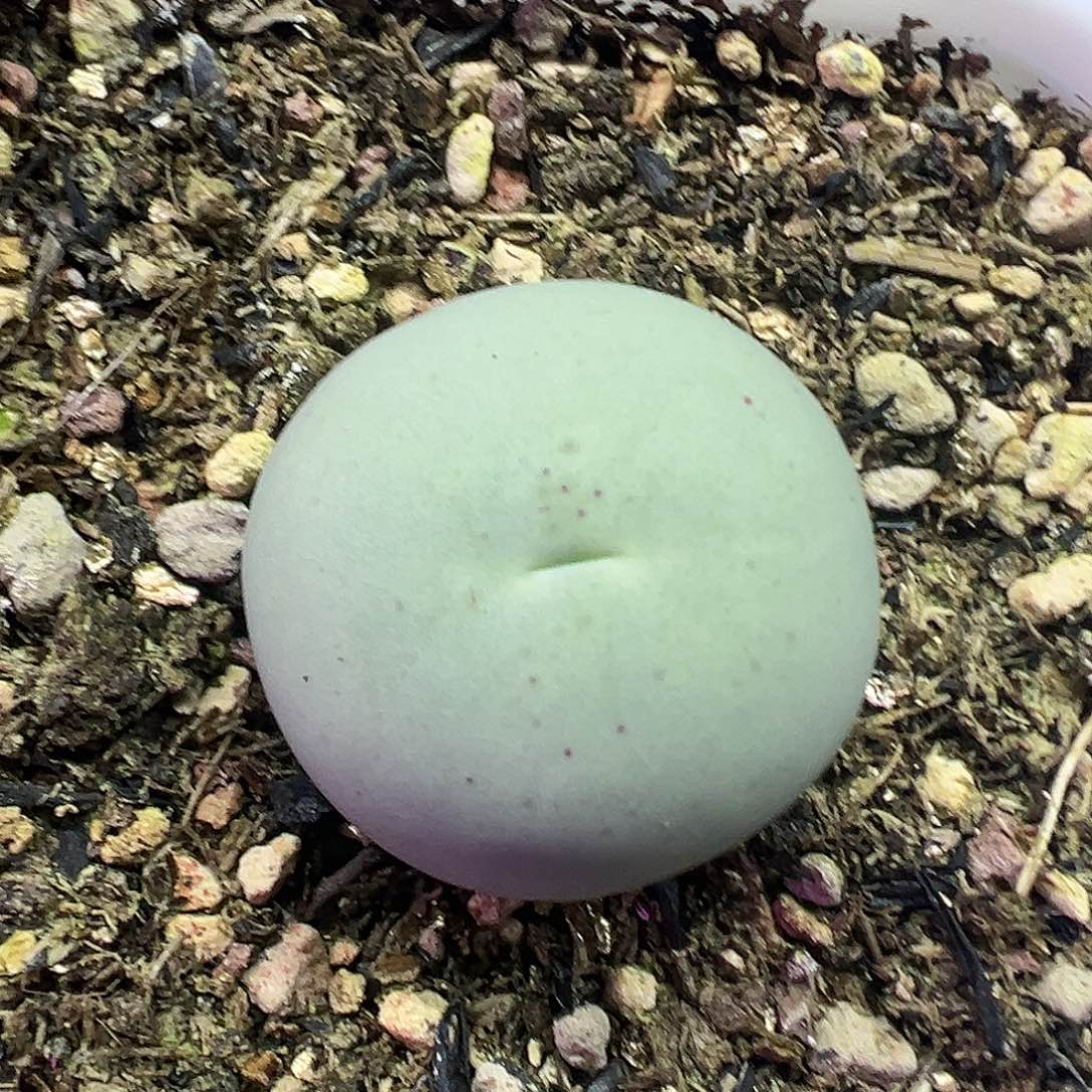 鸽子蛋2.1带盆土发货