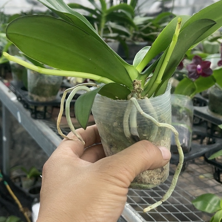 当前无花栽培后可以开花香水黄金