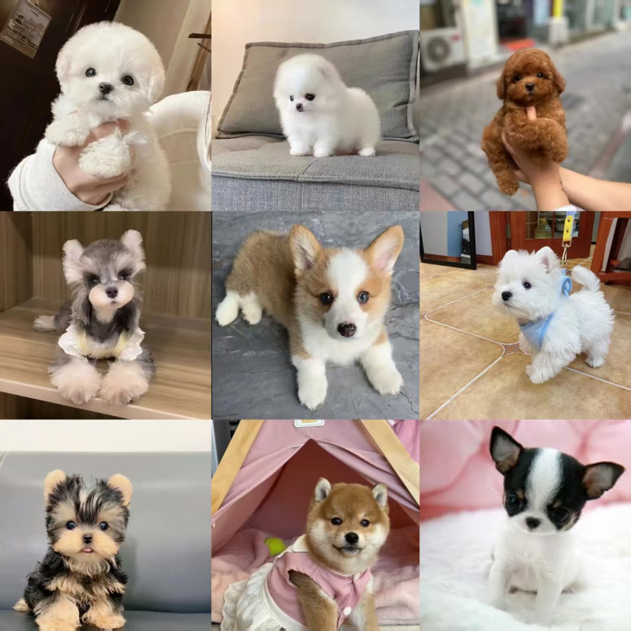 <永川晴天萌宠>T狗狗活体