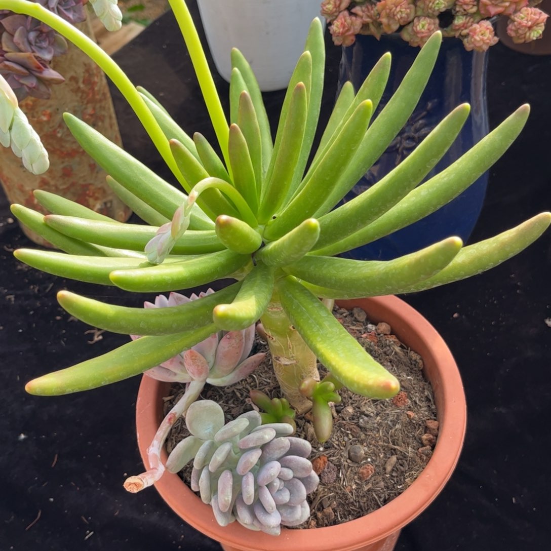 誓***言好姑娘多肉园艺，椰子树