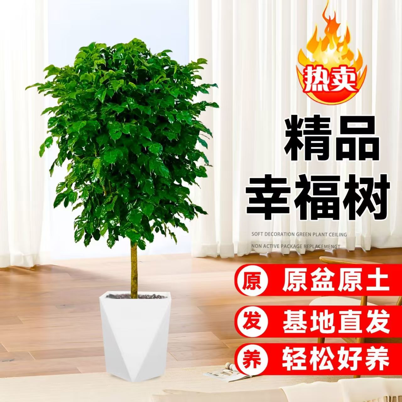 1-1.1米不砍根独杆棒棒糖幸福树室内观叶绿植净化空气四季常青