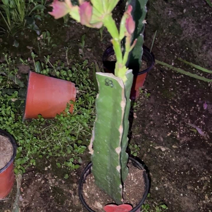 李***军当前无花栽培后可以开花083  1393