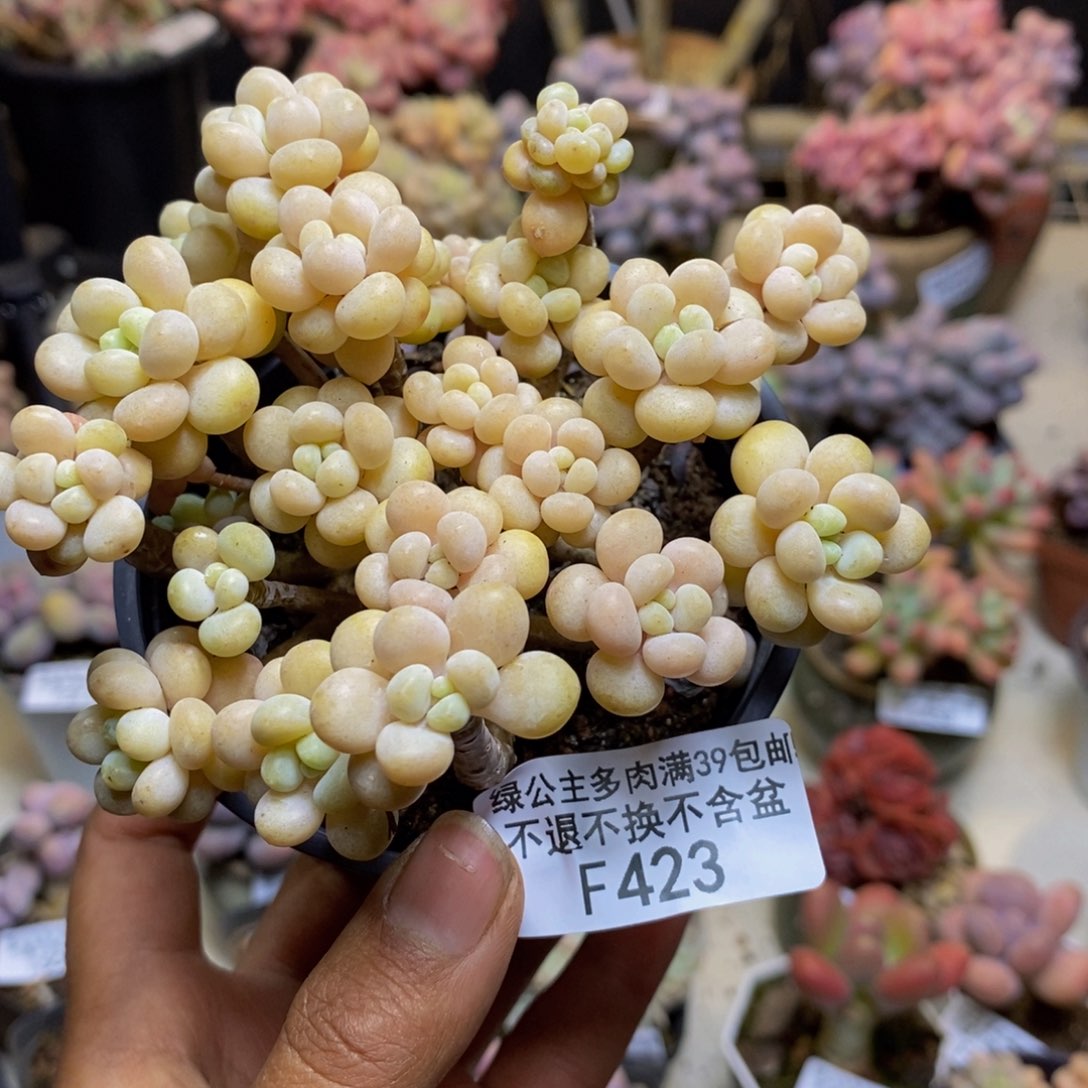 423鱼子酱多肉7c m