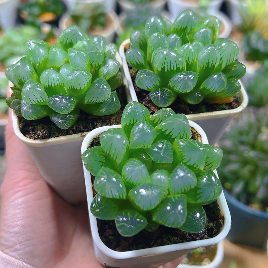 白盆三盆玉露多肉多肉