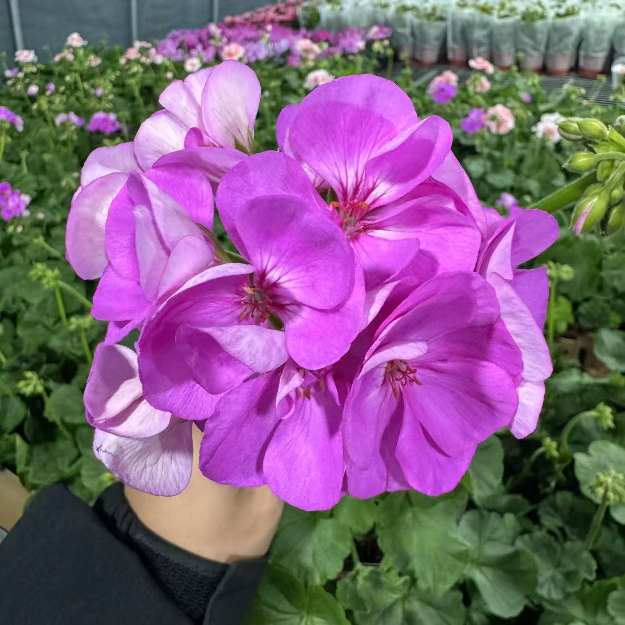 【李先生】（湛蓝天空）天竺葵 带花带花苞发货