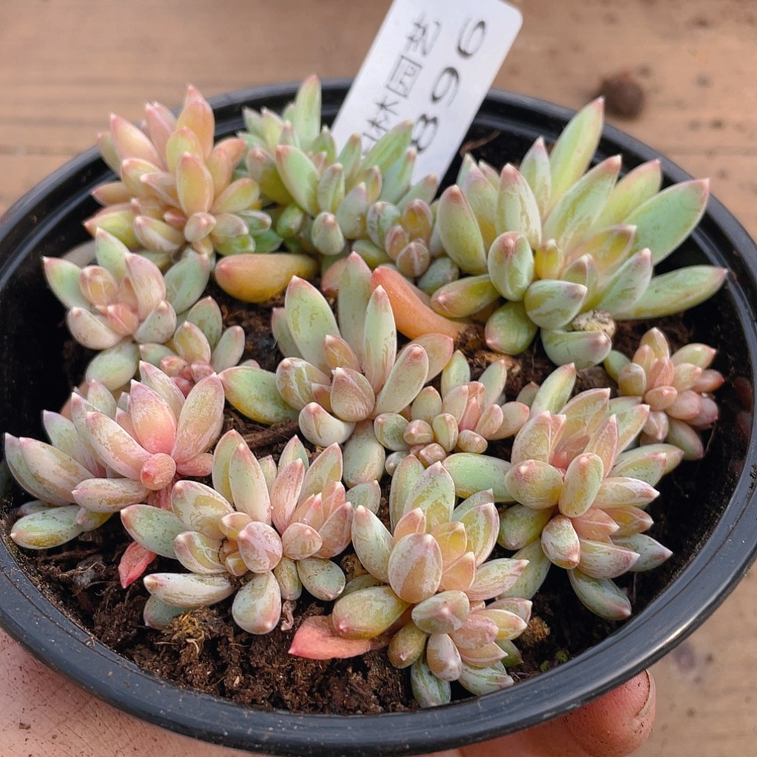 多肉植物多肉植物896