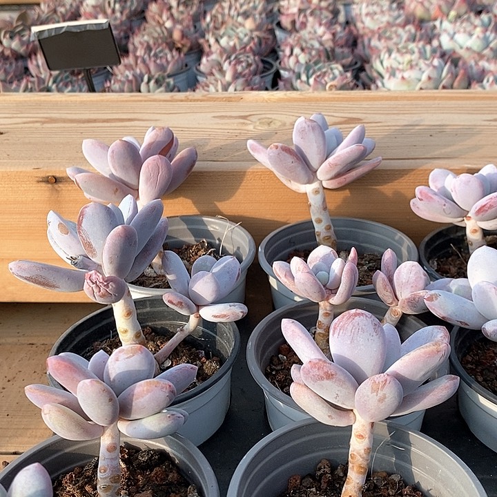 80雪美人单双 福利多多