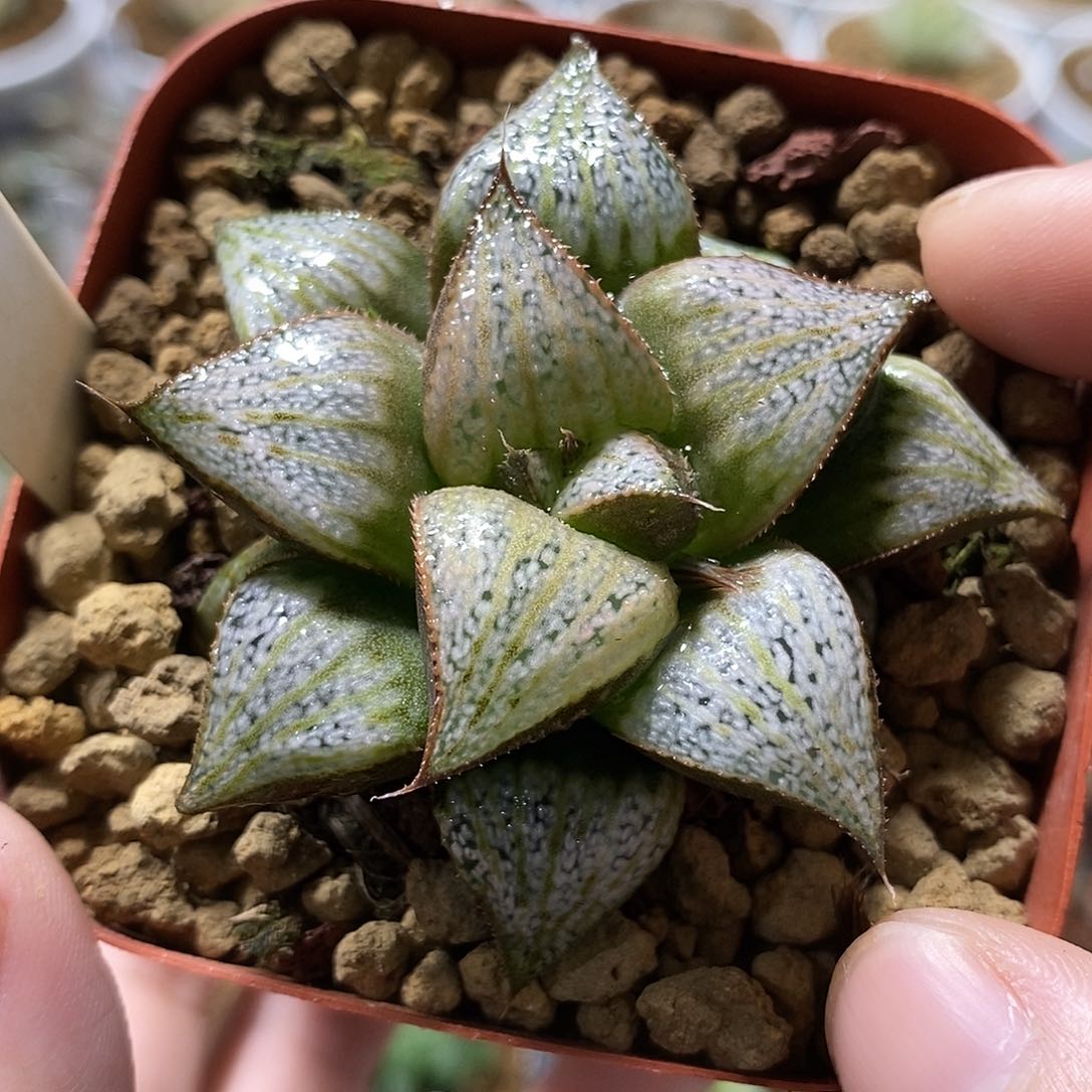 84娜塔莉哈哈哈哈哈哈