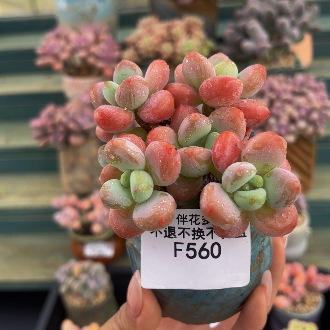 560-橘子香水洛神多肉6cm
