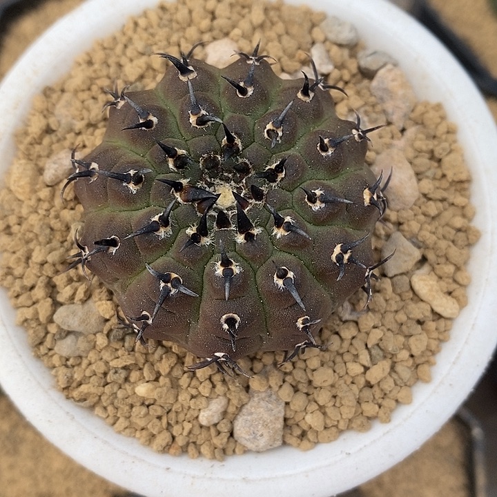 实生黑刺凤头仙人球