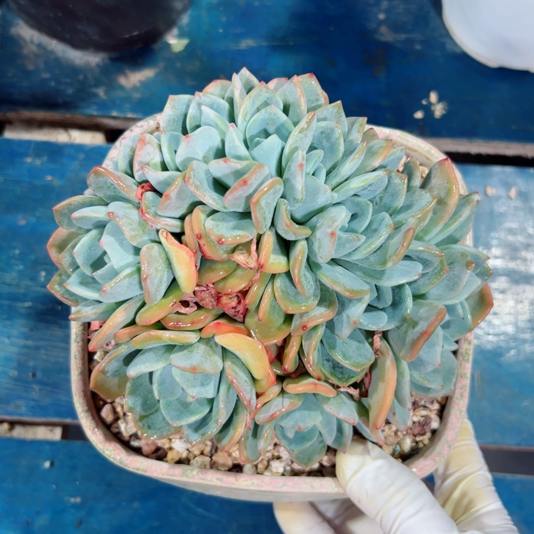 冷橙的朵朵多肉植物