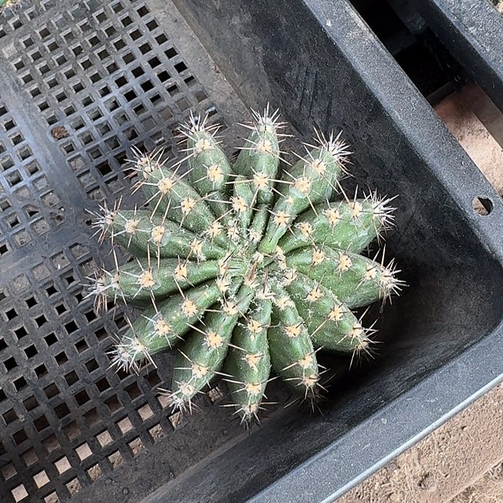 堂***姐凤羽41号侧牙仙人球一棵开花美