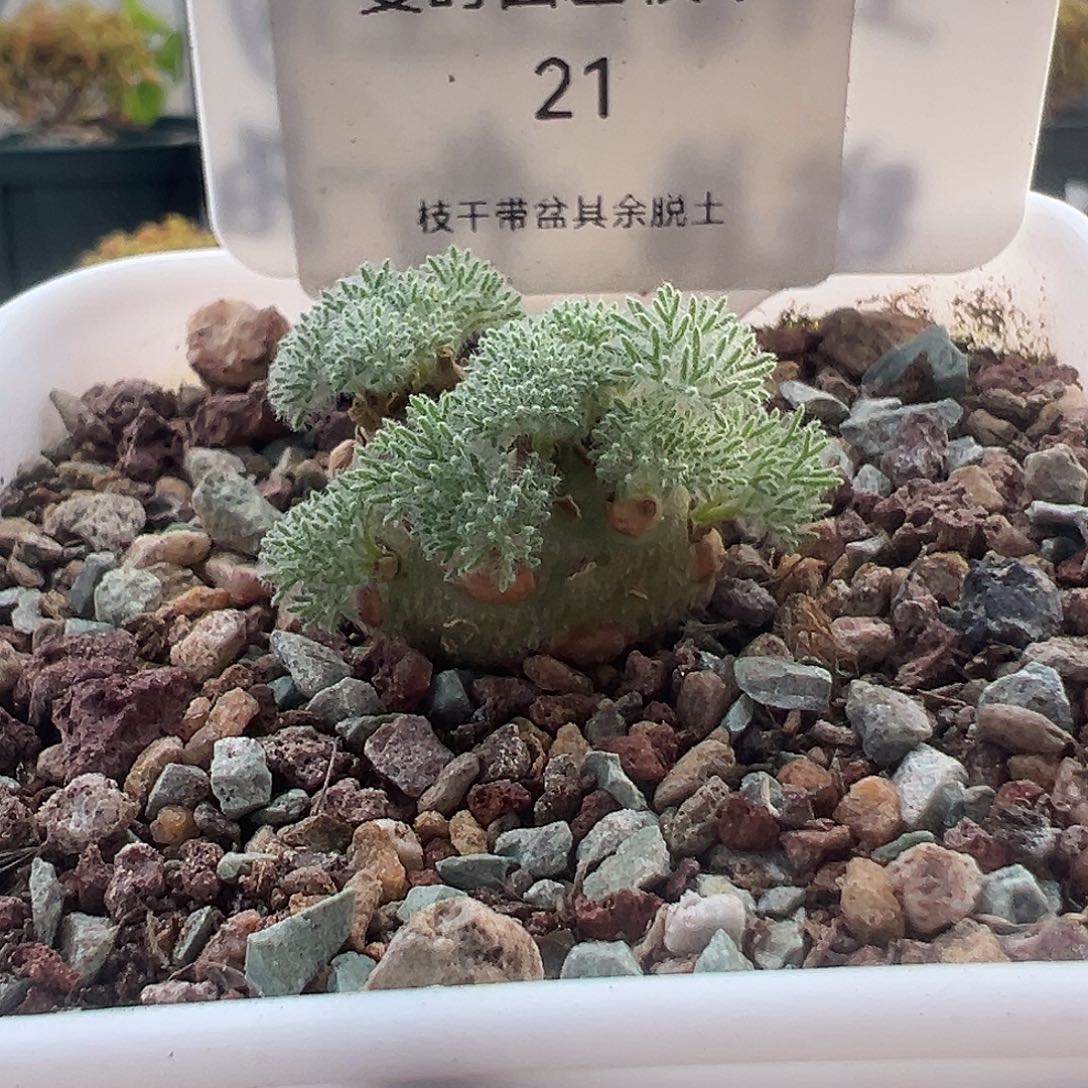 21号白皮月界12.12多肉